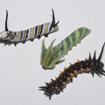 ANIMALIA Caterpillar Group