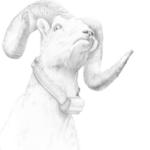 ANIMALIA Long Horned Sheep